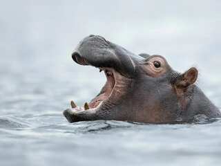 WION Climate Tracker | Call for Hippos to join list of most endangered animals