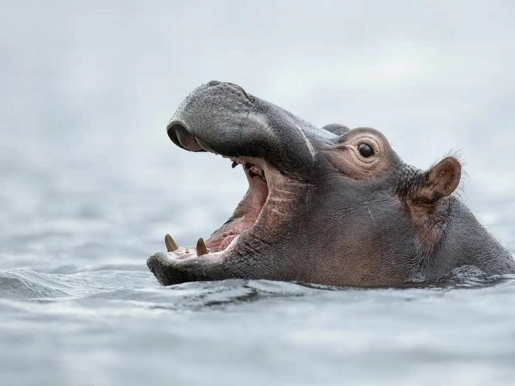 WION Climate Tracker | Call for Hippos to join list of most endangered animals