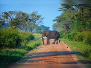 WION Climate Tracker | Uganda Wildlife authority deploys ways to tackle poachers