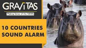 Gravitas: Will the hippo go extinct?