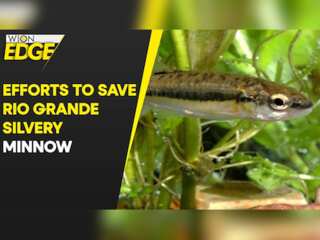 As the Rio Grande dries up, biologists save endangered fish
