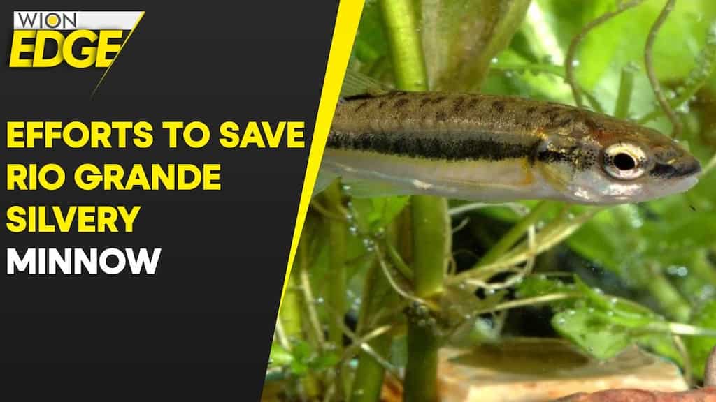 As the Rio Grande dries up, biologists save endangered fish
