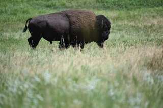 UK woman gored by bison in South Dakota lives to tell her tale