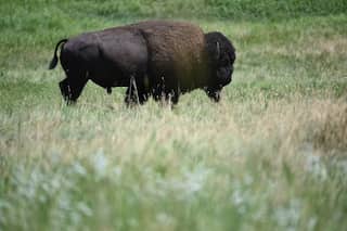 UK woman gored by bison in South Dakota lives to tell her tale