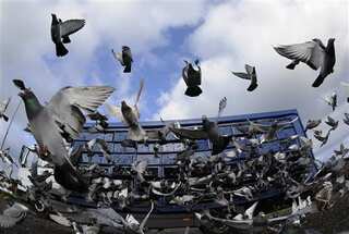 Belgian pigeon fanciers are in uproar as thousands of racing pigeons vanish in French storm 