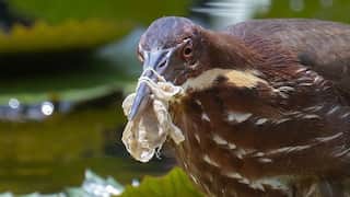 In Pictures: Birds enmeshed in our trash