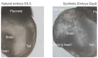 Scientists develop world's first 'synthetic embryos', bypassing need for sperm, eggs and fertilisation