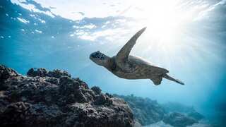 Hotter summer means more female sea turtles in Florida