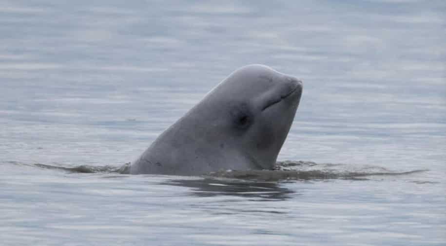 A beluga whale drifts into polluted Seine river in France; efforts underway to guide it back A beluga whale drifts into polluted Seine river in France; efforts underway to guide it back