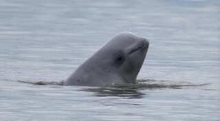 A beluga whale drifts into polluted Seine river in France; efforts underway to guide it back