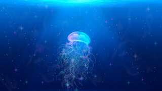 Mysterious jellyfish found off the coast of Papua New Guinea intrigues researchers