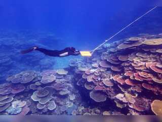 WION Climate Tracker: Australia's great barrier reef shows growth in coral cover