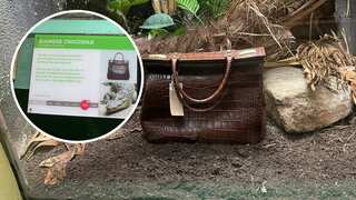 A Siamese crocodile or a handbag? London Zoo's display in reptile house is going viral