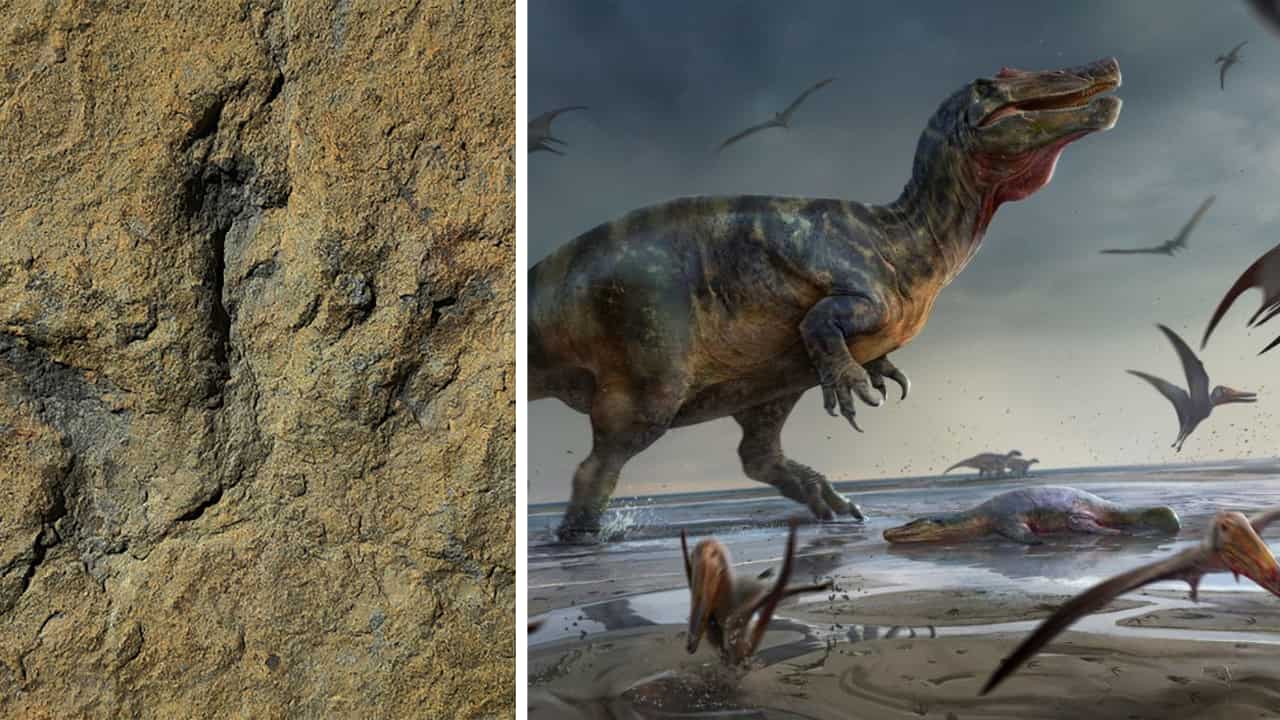 WATCH | Over 4,300 dinosaur footprints discovered in China, created between Jurassic and Cretaceous eras WATCH | Over 4,300 dinosaur footprints discovered in China, created between Jurassic and Cretaceous eras