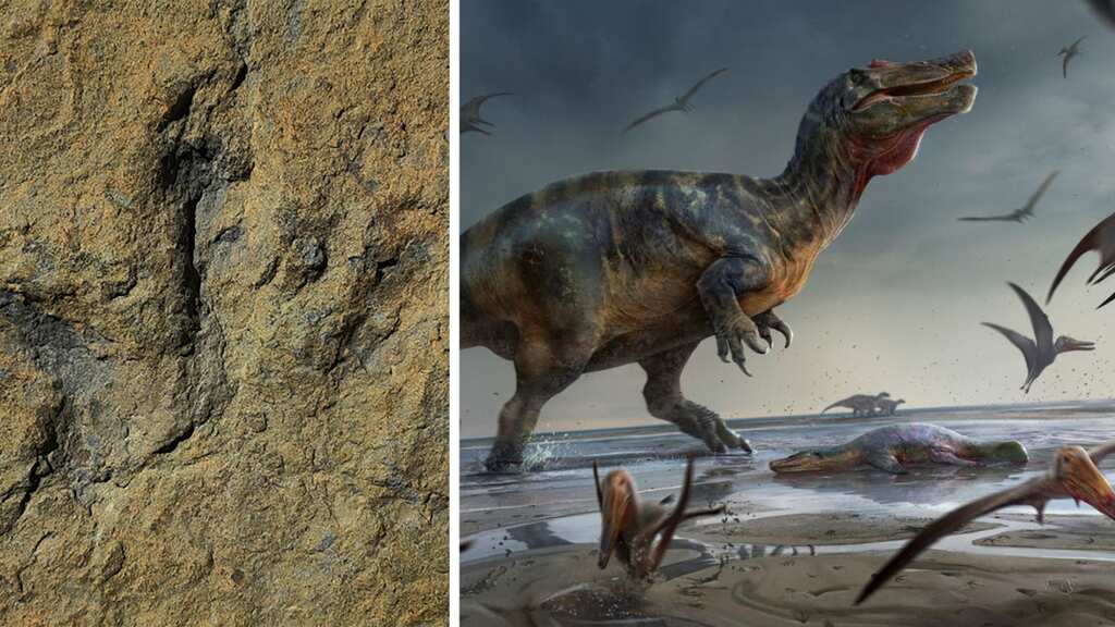 WATCH | Over 4,300 dinosaur footprints discovered in China, created between Jurassic and Cretaceous eras