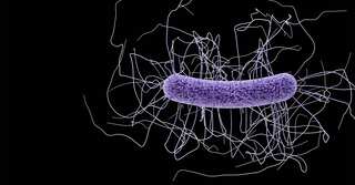 Israeli scientists create ‘precision weapon’ consisting of viruses that eliminate bowel-harming bacteria