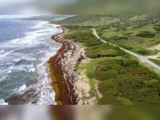 WION Climate Tracker: Seaweed engulfs Caribbean Island shores
