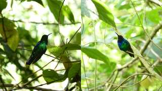 Rare hummingbird believed to be extinct spotted after ten years