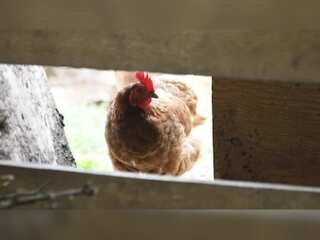 Bird flu outbreak worsening cost-of-living crisis
