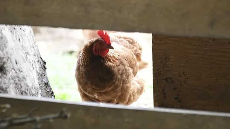 Bird flu outbreak worsening cost-of-living crisis