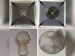 Israeli scientists create the world's first 'Artificial Embryos: Synthetic mouse embryos made from stem cells