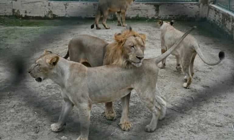 Lahore zoo set to auction off 12 lions in bid to control overpopulation Lahore zoo set to auction off 12 lions in bid to control overpopulation