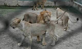 Lahore zoo set to auction off 12 lions in bid to control overpopulation