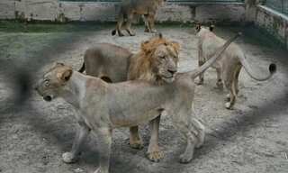 Lahore zoo set to auction off 12 lions in bid to control overpopulation