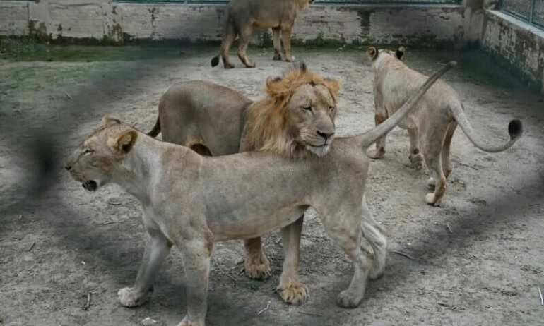 Lahore zoo set to auction off 12 lions in bid to control overpopulation