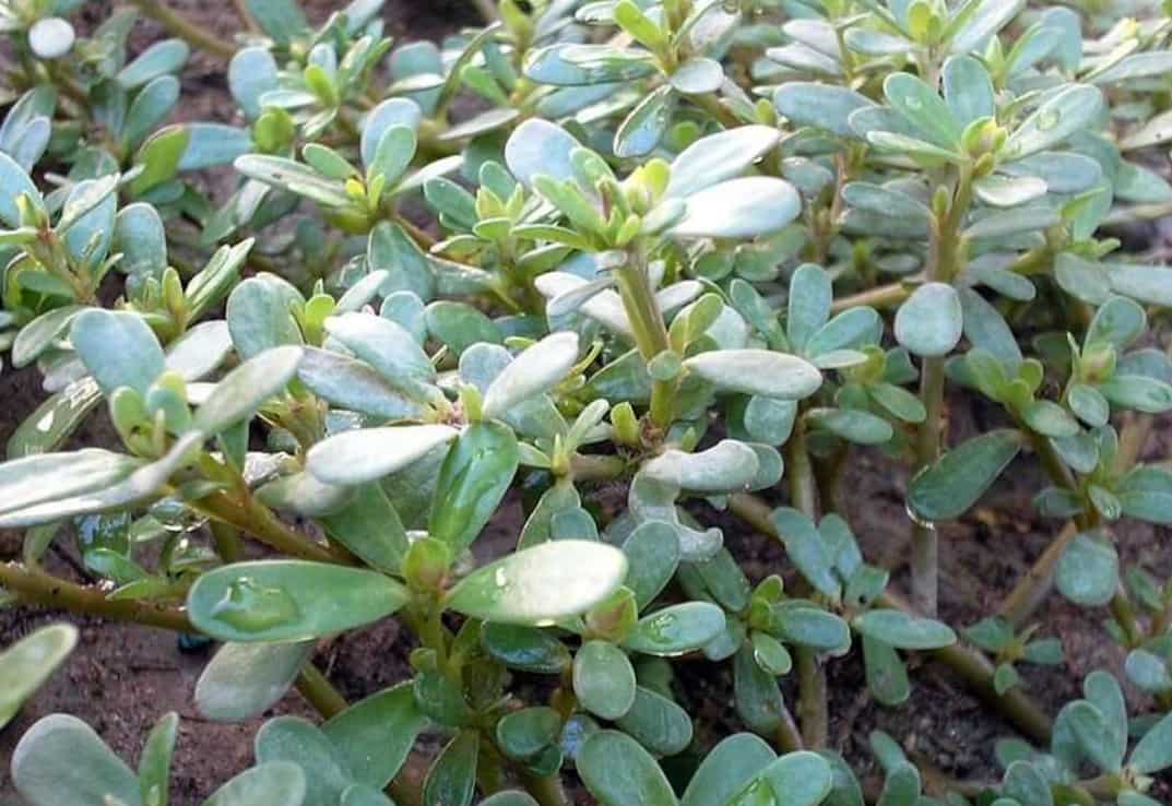 'Super plant' that holds key to developing drought-resistant crops discovered 'Super plant' that holds key to developing drought-resistant crops discovered