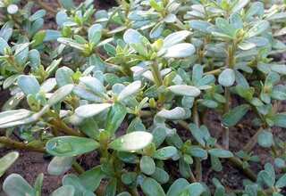 'Super plant' that holds key to developing drought-resistant crops discovered