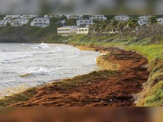 Caribbean seaweed struggle: Algal blooms envelop the Atlantic ocean