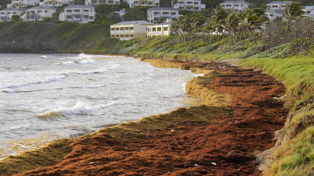 Caribbean seaweed struggle: Algal blooms envelop the Atlantic ocean