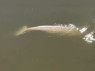 France mulls rescue plan for White Beluga whale as it refuses food