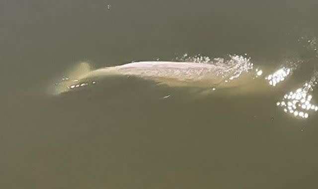France mulls rescue plan for White Beluga whale as it refuses food