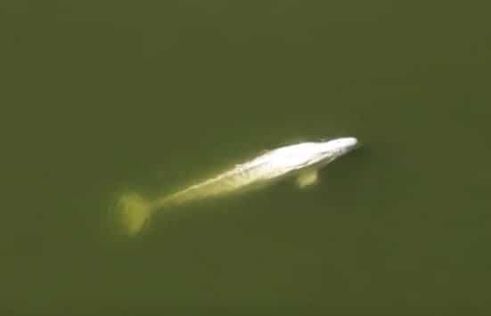 French authorities to inject vitamins into beluga whale stranded in Seine river