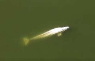 French authorities to inject vitamins into beluga whale stranded in Seine river