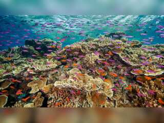 Great barrier reef sees some recovery as hard coral cover grew to 36% in 2022