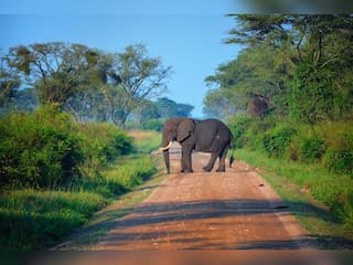 Uganda steps up efforts to save biodiversity as authorities deploy ways to tackle wildlife poachers