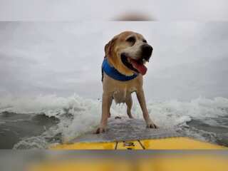Canines catch waves during California surf competition