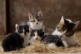 International Cat Day 2022: Amazing facts you should know
