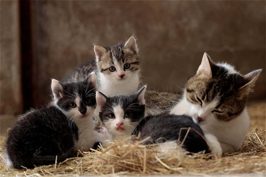 International Cat Day 2022: Amazing facts you should know