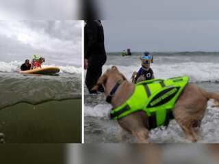 IN PICS | Surfing dogs take to waves at World Dog Surfing Championship in California