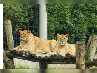 Pakistan: Lahore zoo auctions off 12 lions to private collectors