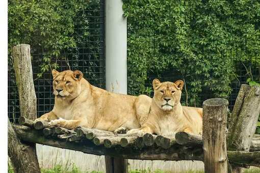 Pakistan: Lahore zoo auctions off 12 lions to private collectors