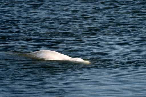 Beluga whale stranded in Seine river to be moved to saltwater lock Beluga whale stranded in Seine river to be moved to saltwater lock