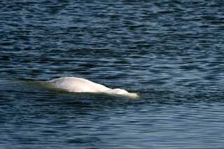 Beluga whale stranded in Seine river to be moved to saltwater lock
