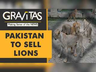 Gravitas: Pakistan zoo to auction 12 lions