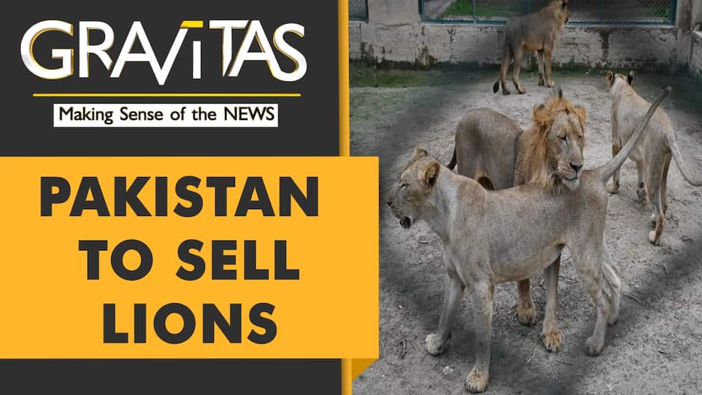Gravitas: Pakistan zoo to auction 12 lions