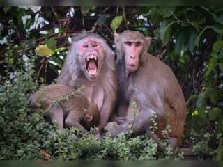 WION Fineprint: WHO stresses monkeypox surge not linked to monkeys